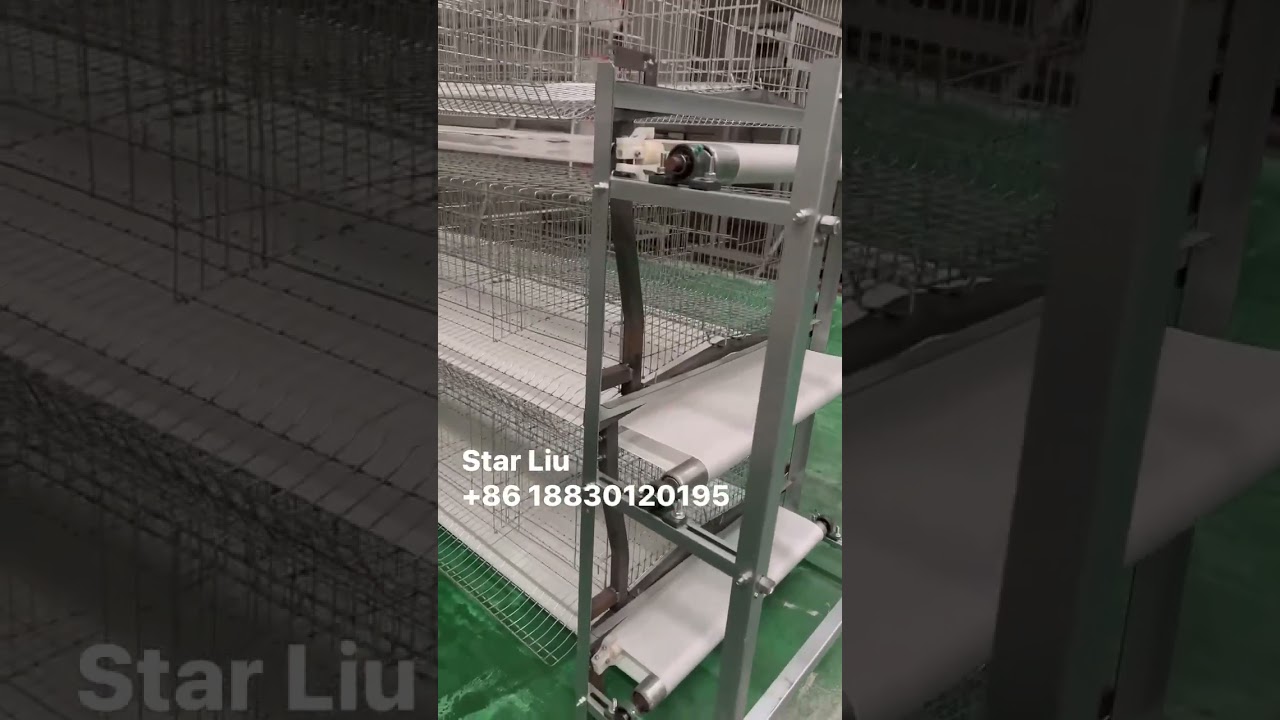 H type 4 tiers layer cages With manual belt type manure removal machine Which fit 30-50 meters house