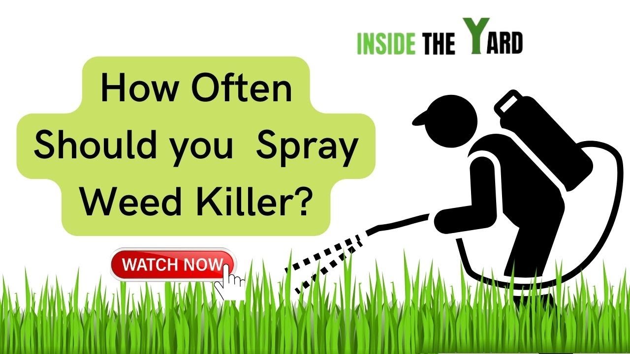 How Often Should  You Spray Weed Killer?