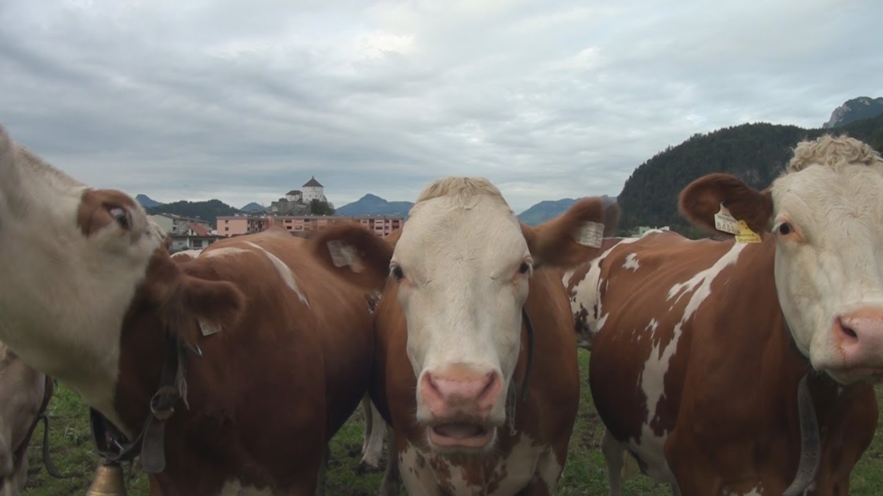 Cowbell Orchestra of Austria