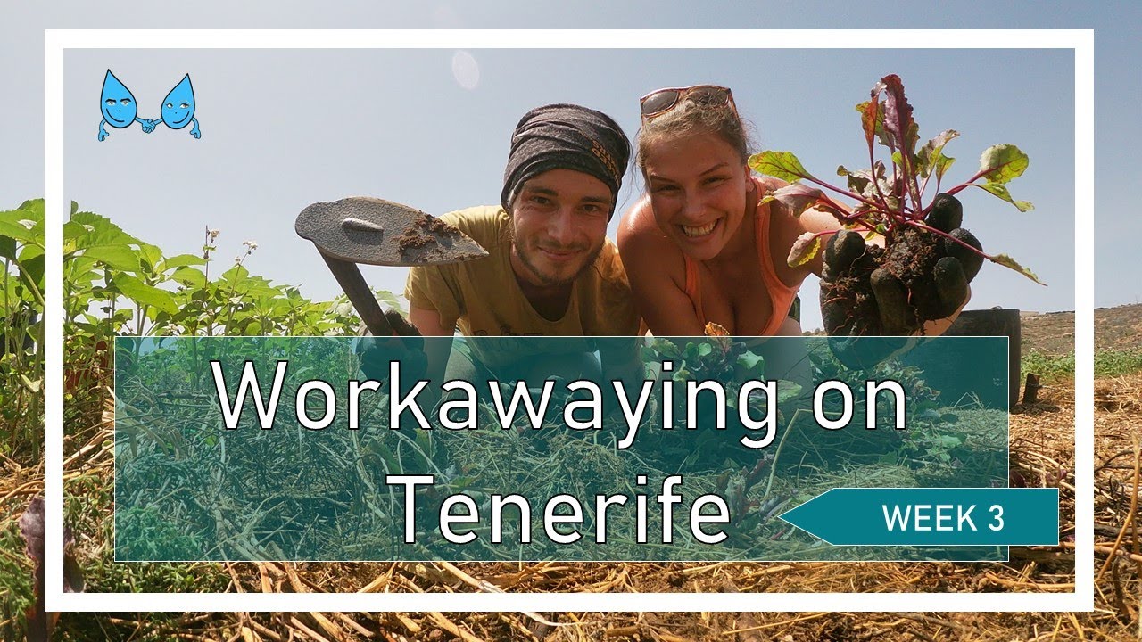 Workawaying and travelling around western Tenerife