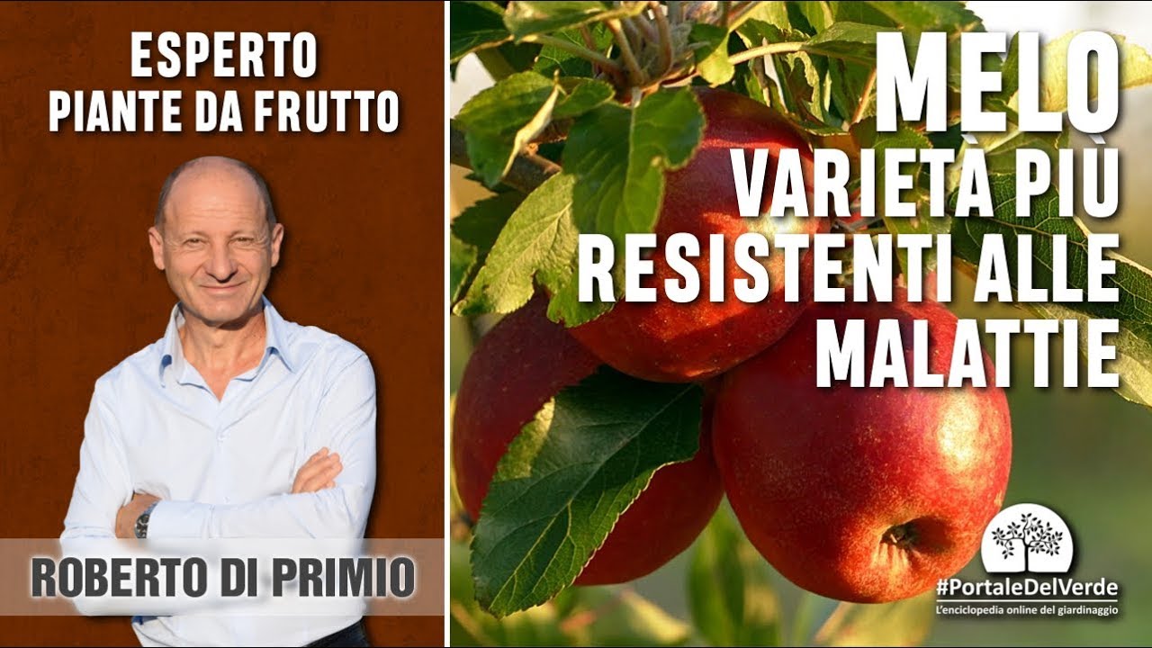 Quali sono i meli più resistenti alle malattie?