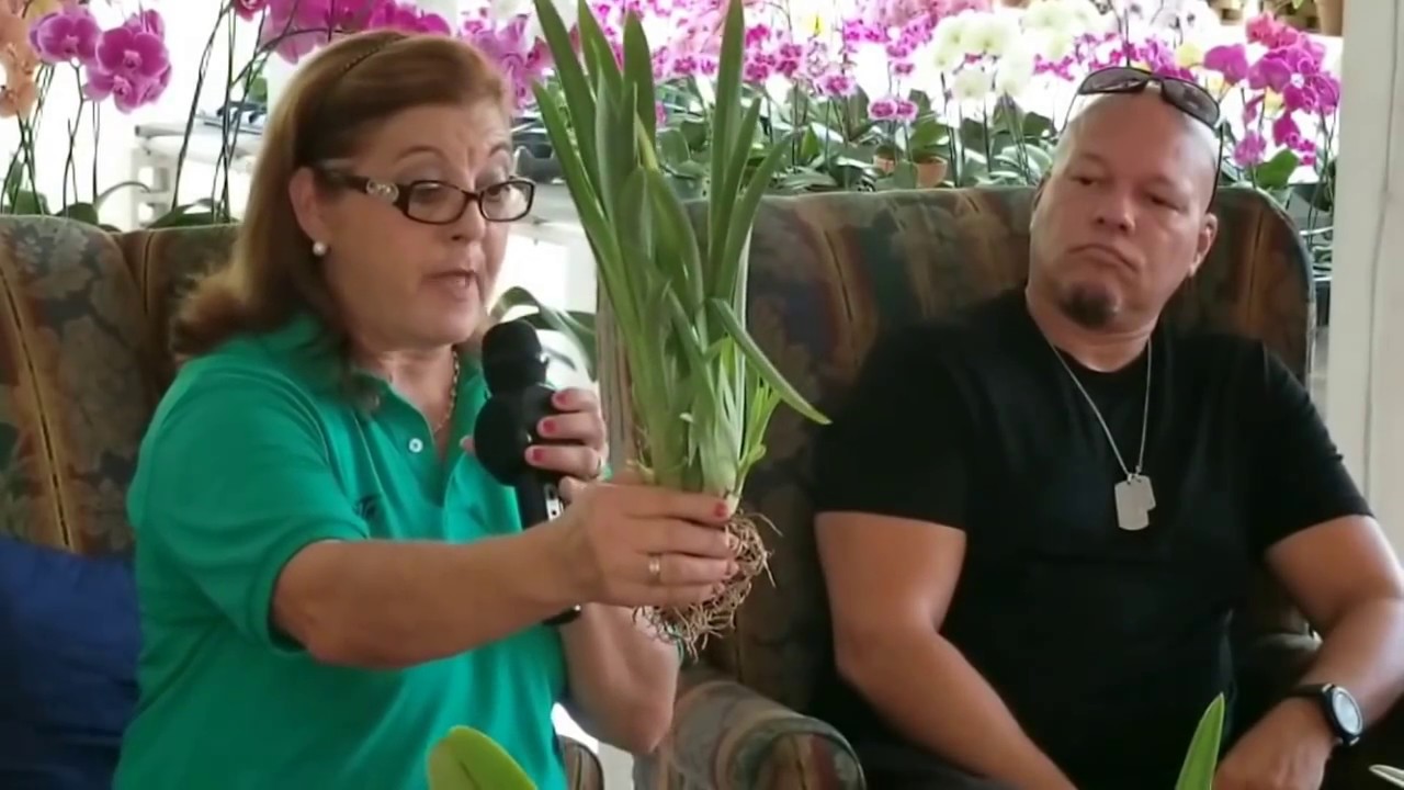 Tertulia: Miltonias y Cattleyas todo sobre su cultivo 1/3