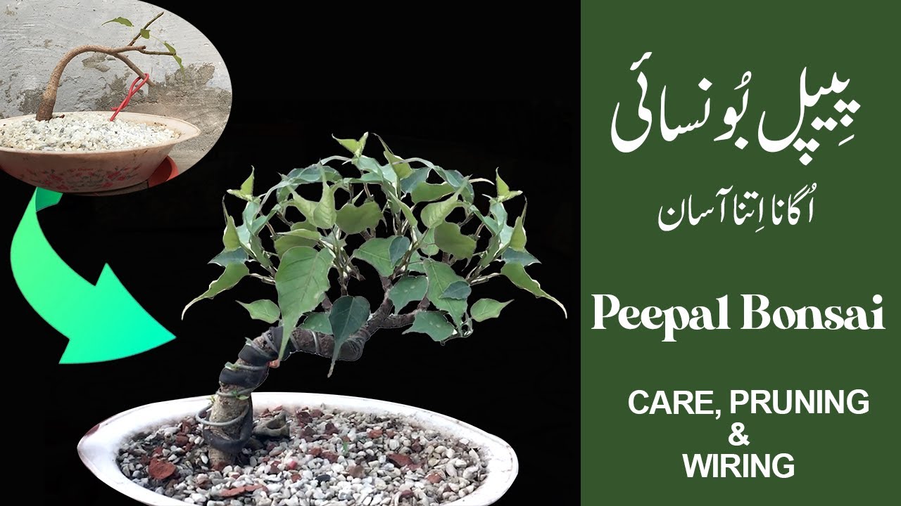 Easy way to grow Peepal Bonsai (Ficus Religiosa) |Care, Pruning and Wiring|