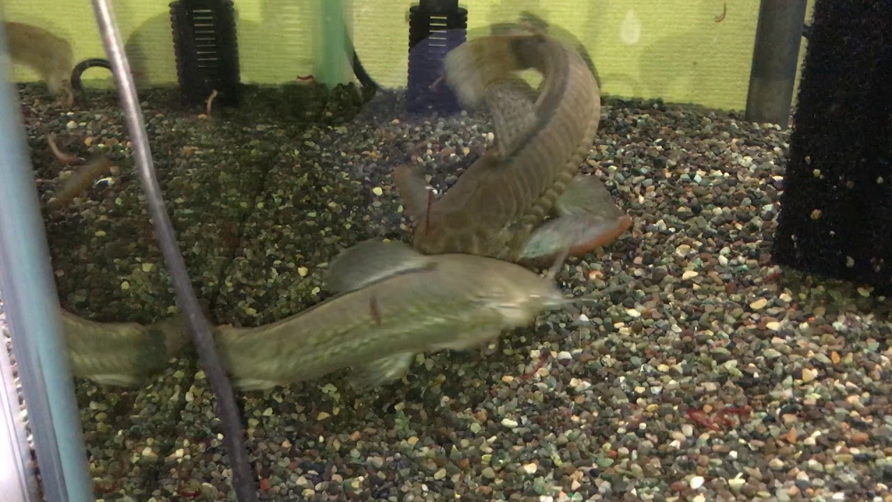 Callichthys callichthys 1（カリクティス・カリクティス）