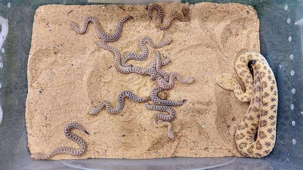 الحية القرعاء تلد صغارها بعد 100 يوم حمل Cerastes vipera مع احمد الدكرونى