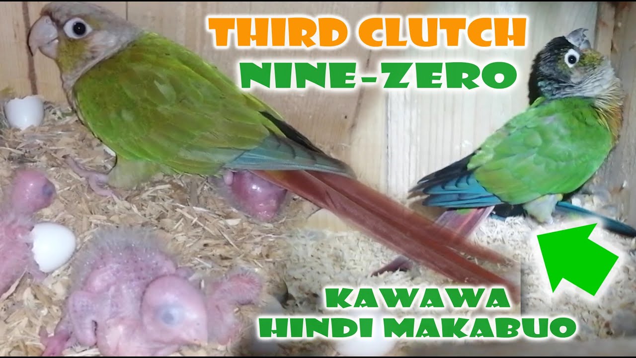HINDI MAKABUO | THIRD CLUTCH GREEN CHEEK CONURE BREEDING STATUS