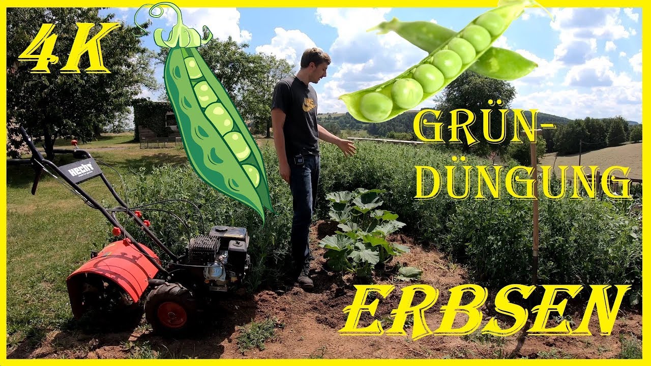 Erbsen als Gr&uuml;nd&uuml;ngung f&uuml;r den Riesenk&uuml;rbis - von der Aussaat bis zur Erntereife