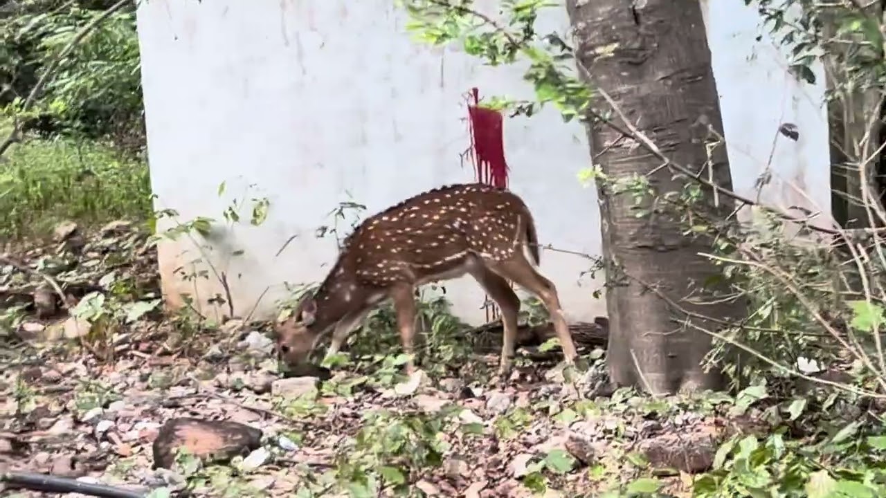 Tirupati vlog / By car / 3550 steps /