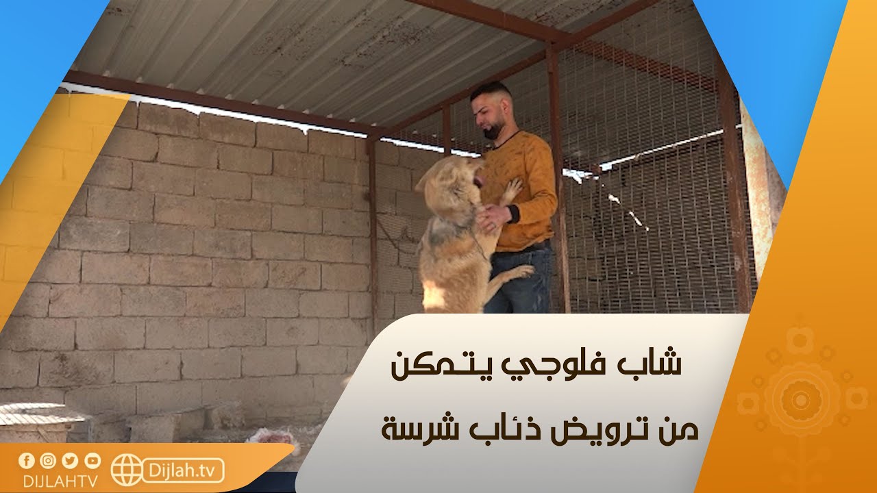 شاب فلوجي يتمكن من ترويض ذئاب شرسة