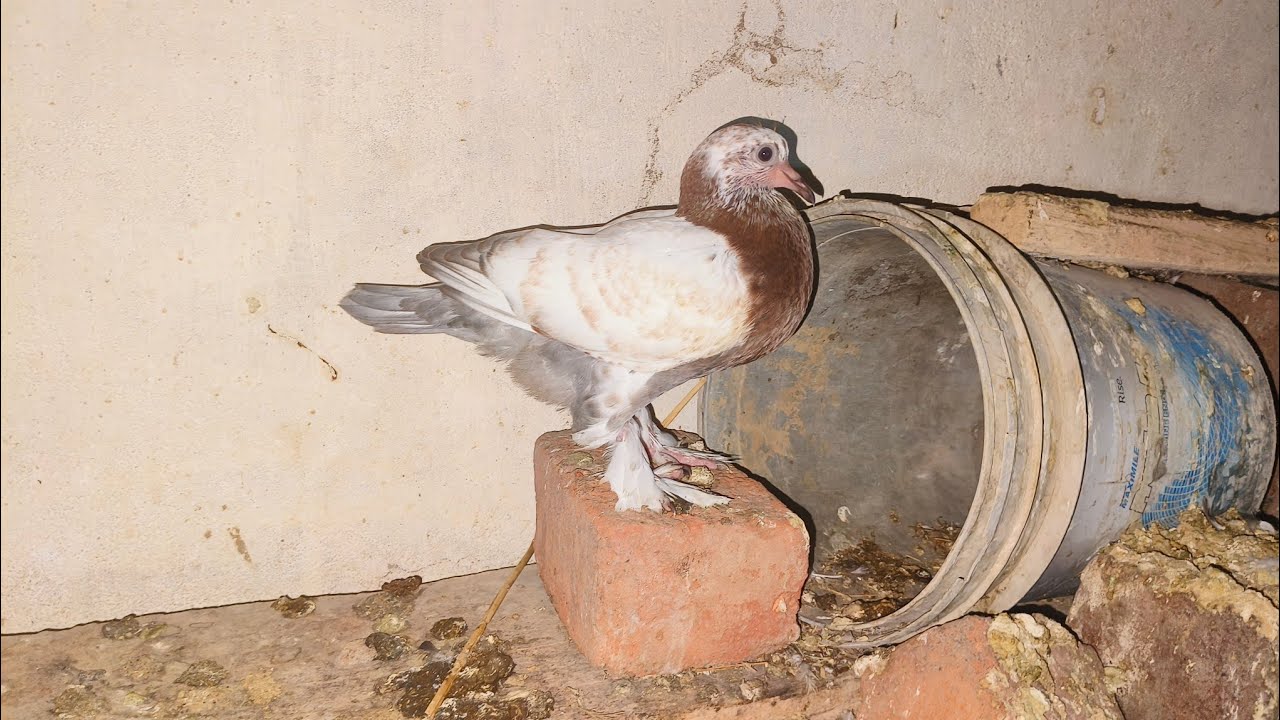 Pigeon update 40 plus pigeon baby eggs 