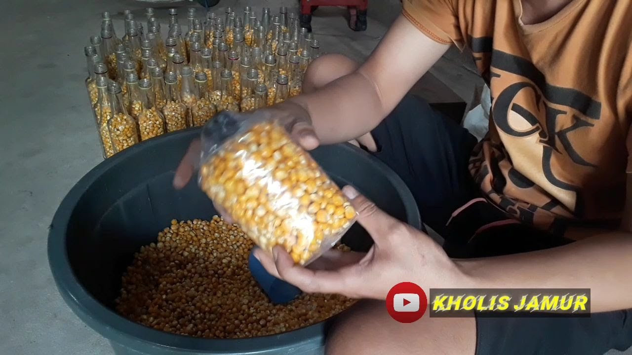 BIBIT JAMUR TIRAM ||MEMBUAT BIBIT JAMUR TIRAM F2 KEMASAN PLASTIK