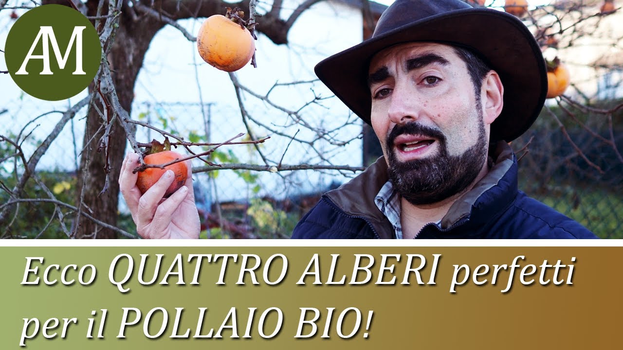 Quattro alberi perfetti per il pollaio bio! - Avicoltura e Pollaio
