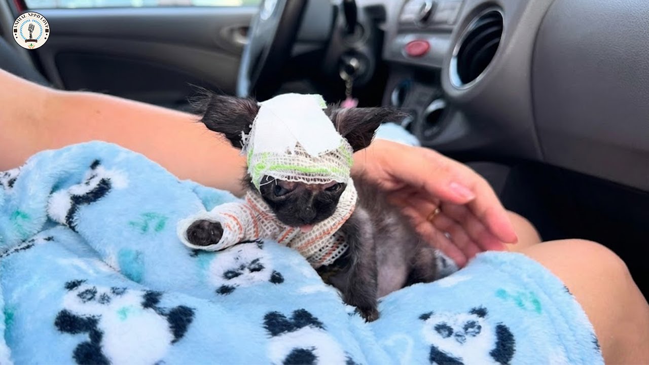 46-дневный котенок, весь опухший, был лишь тенью жизни, пока любовь не спасла его.