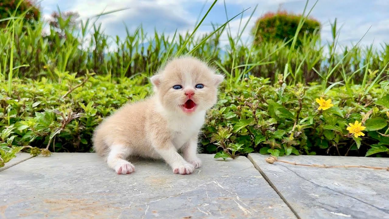 Trying to save these tiny newborn kittens and give them a chance to be loved 🐱💖🐾