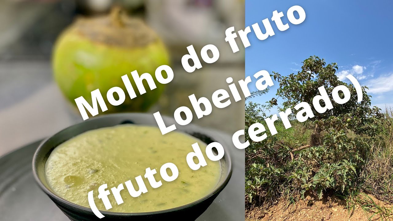 Molho do fruto do cerrado Lobeira