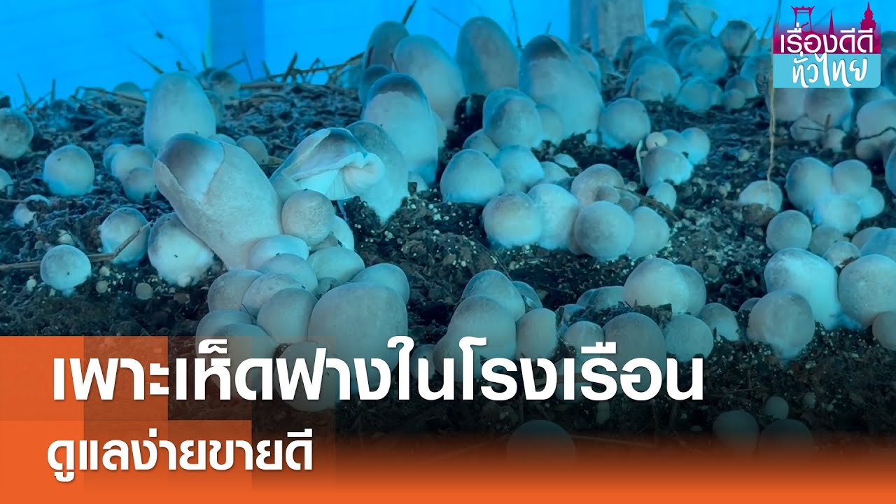 เพาะเห็ดฟางในโรงเรือน ดูแลง่ายขายดี I เรื่องดีดีทั่วไทย 15-06-25