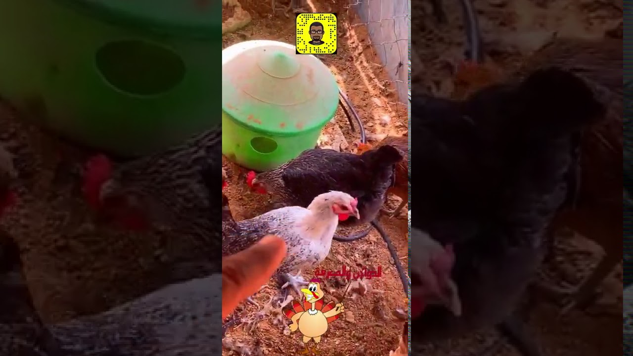 يومياتي في المزرعة/الجود من الموجود/نصائح عن التهجين