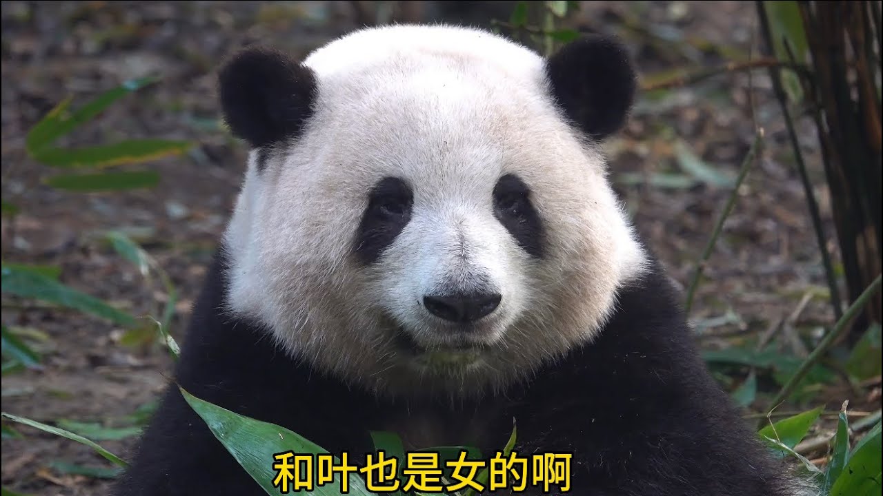 哈哈哈！童言无忌！花花不气😂😂