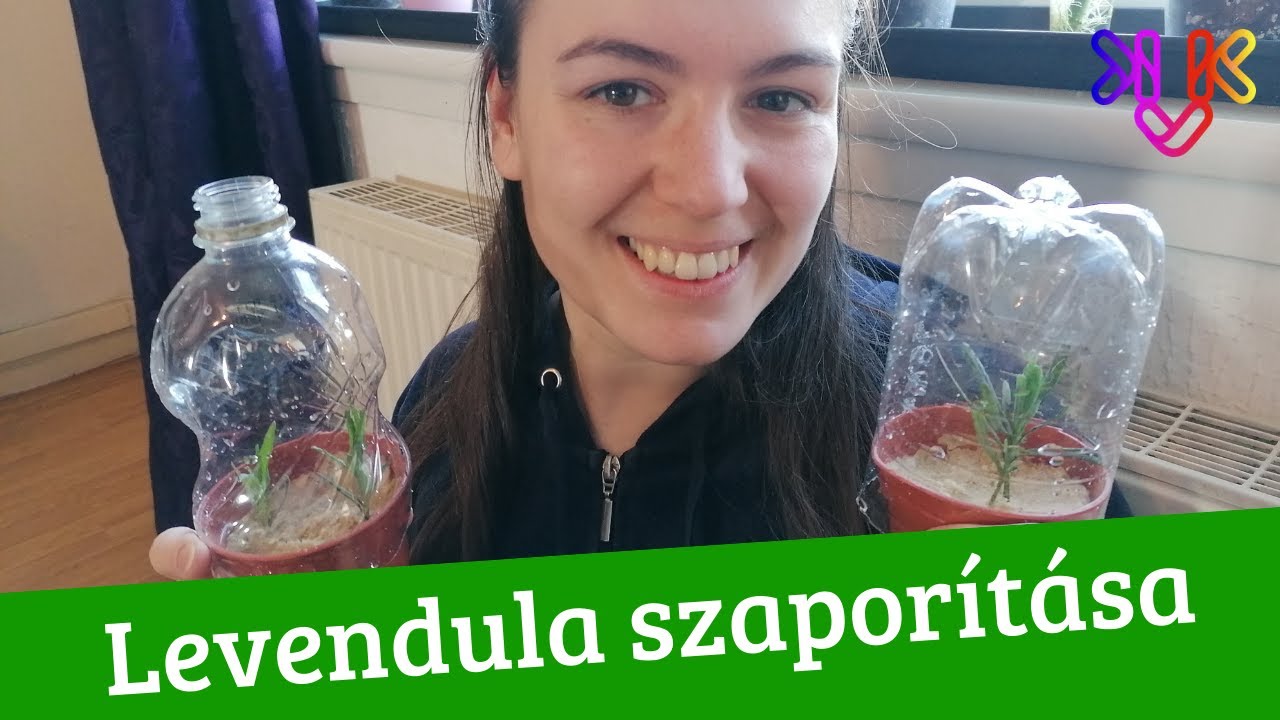 Levendula szaporítása dugványozással | Tavaszi levendula kísérlet (1. rész)