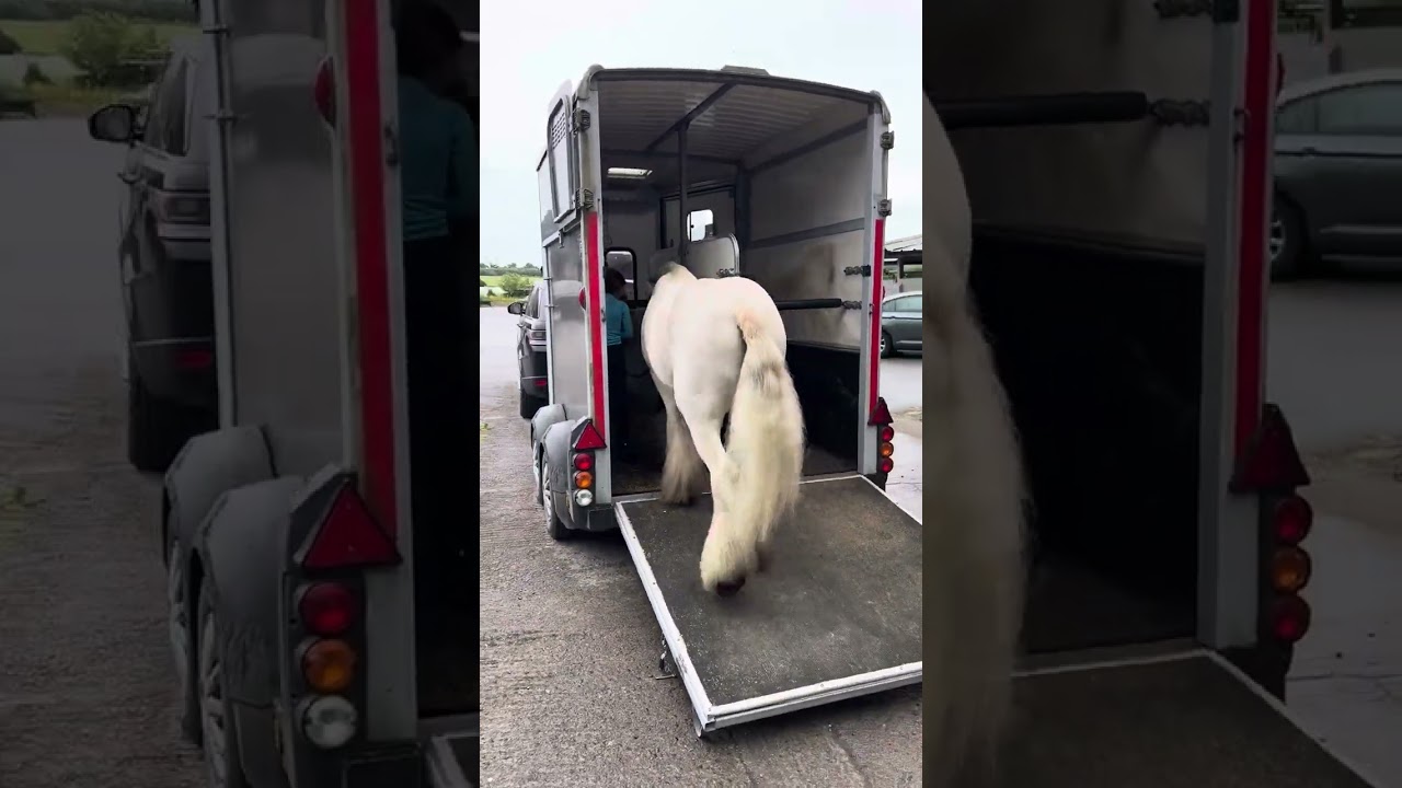 headed to the friday rally #horsey #equestrian #pony