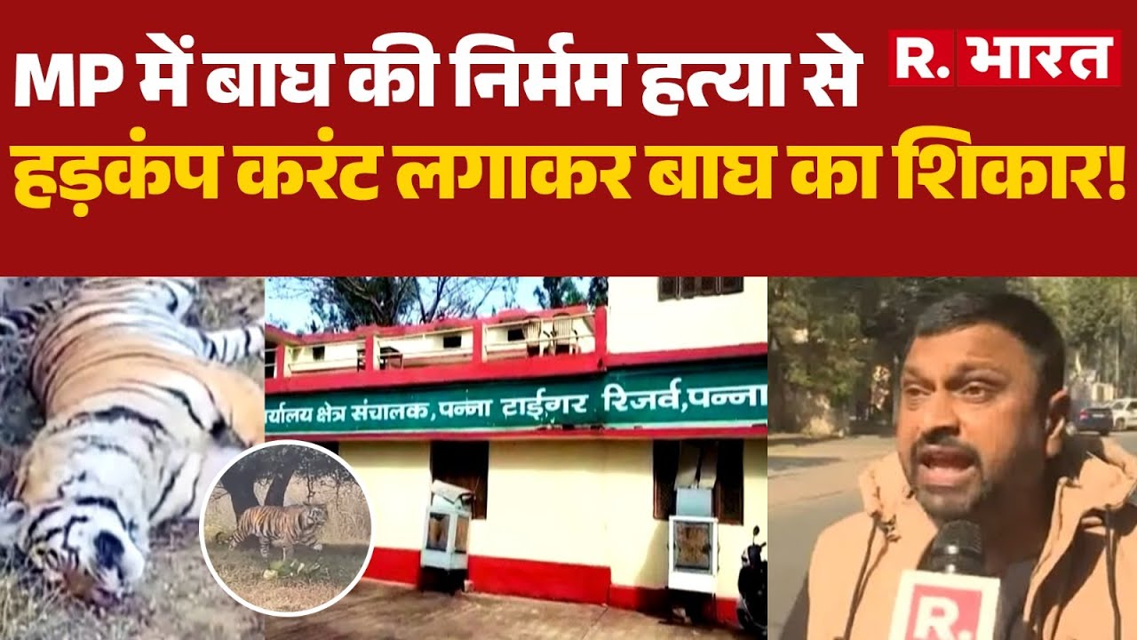 MP Tiger Death News: MP में बाघ की निर्मम हत्या से हड़कंप,करंट लगाकर बाघ का शिकार! | R Bharat