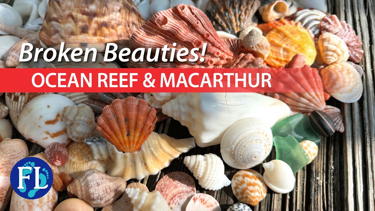Shelling Singer Island, Caribbean Seashells! 🐚
