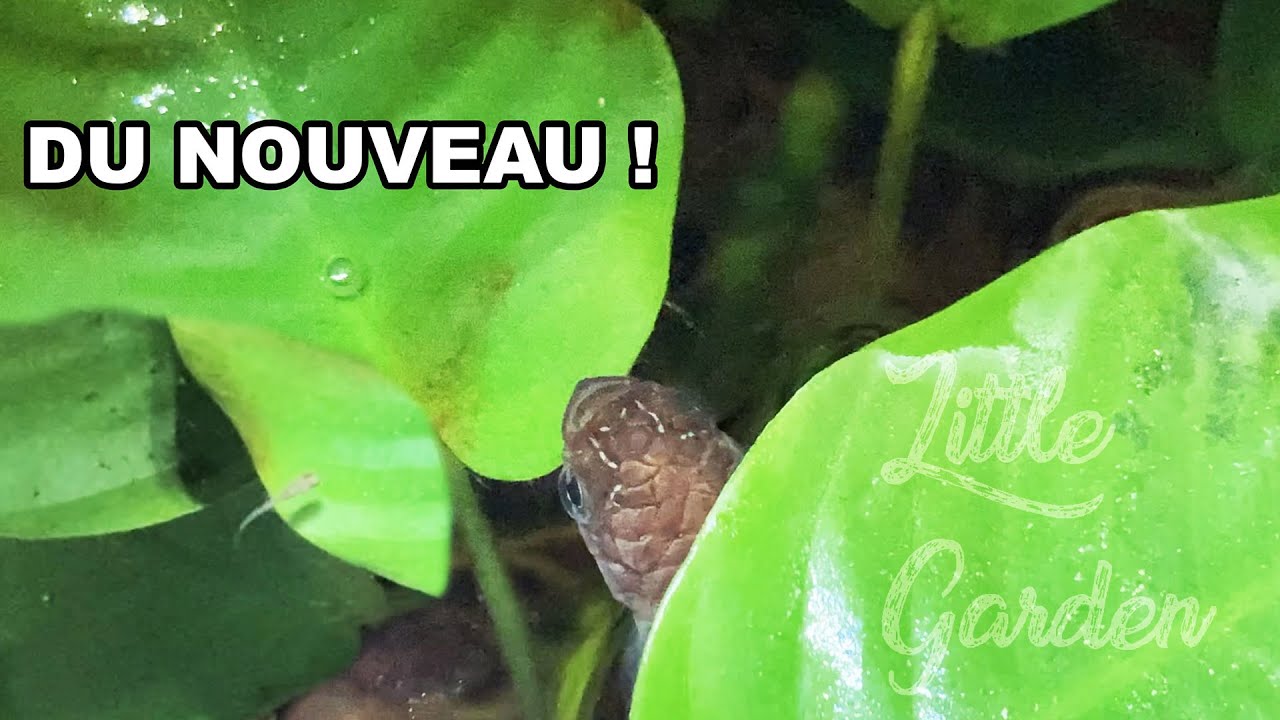 UNE BONNE NOUVELLE CHEZ MES KILLIES !