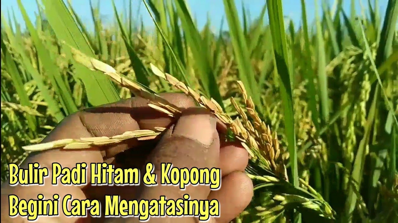 Penyebab Bulir Padi Hitam Dan Cara Mengatasinya