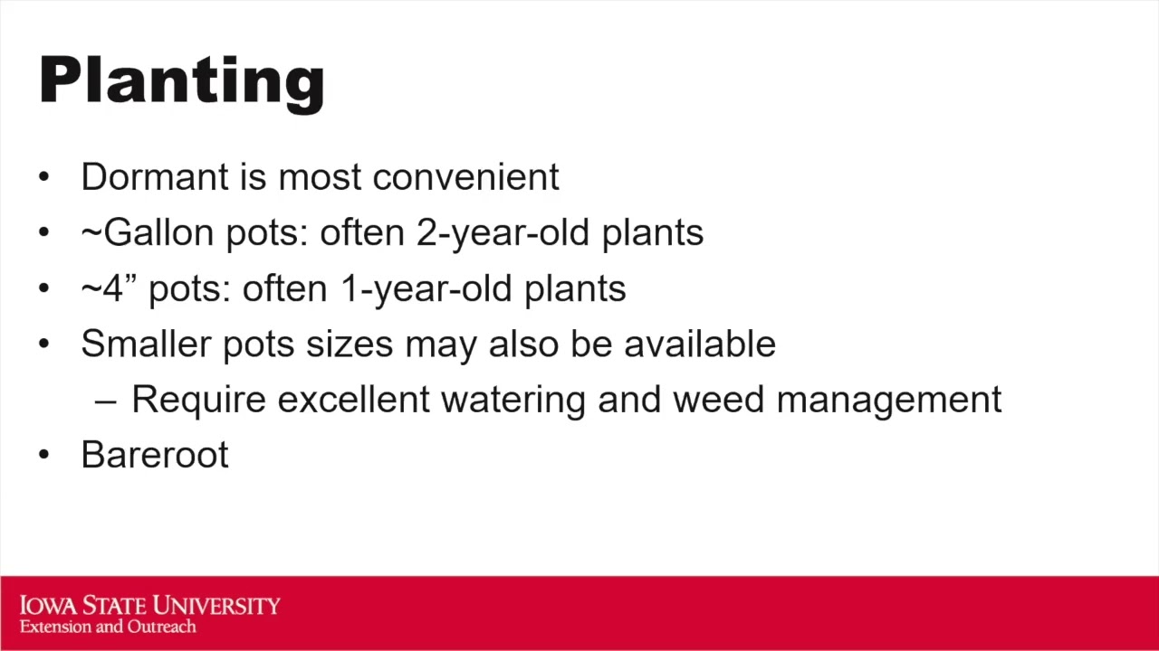 2025 HGW: Blueberry Production for the Home Gardener