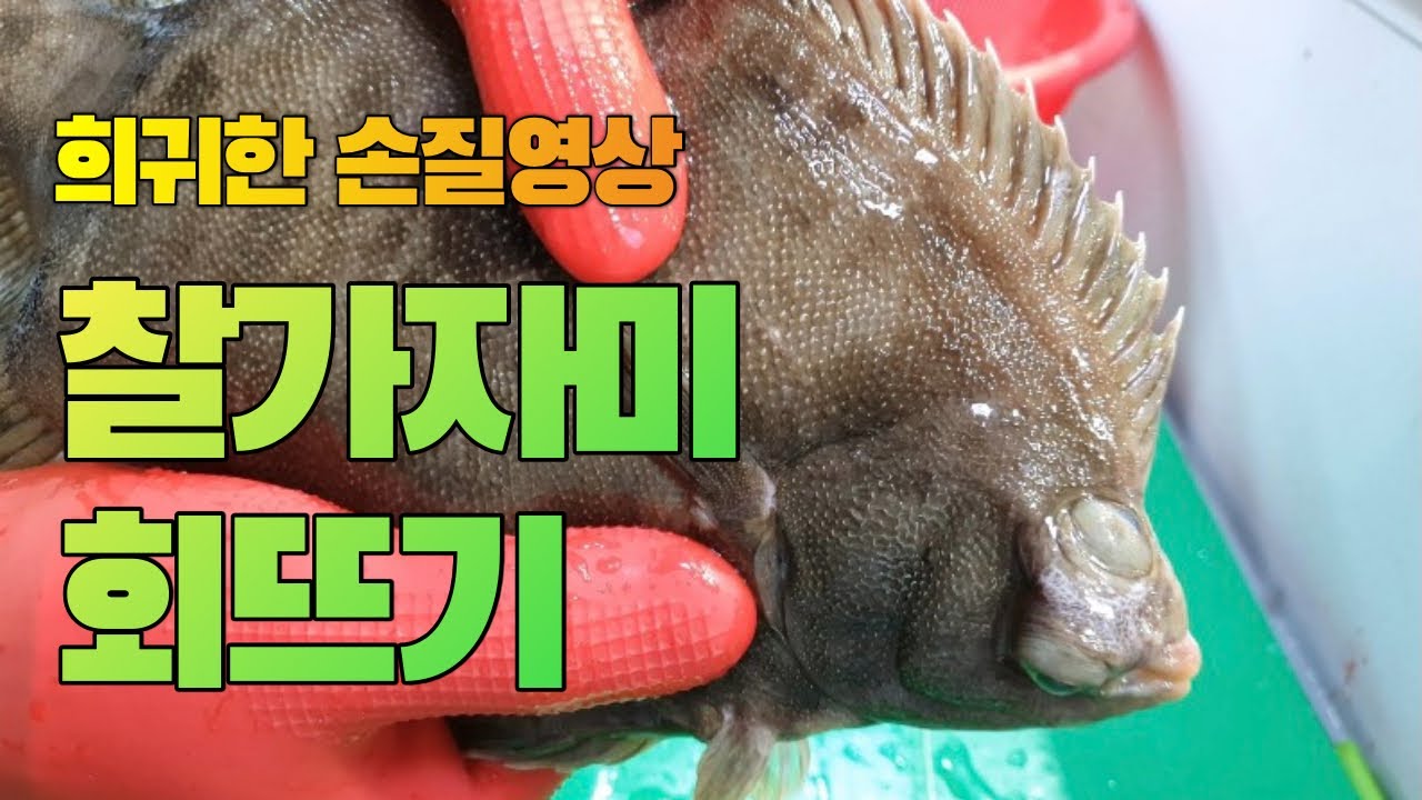 [횟집 창업자 필수 시청 : 가자미 회뜨는법] 찰가자미 회뜨기 보신 적 있나요? 저도 오랫만에 손질해 봅니다. [수아아빠TV]