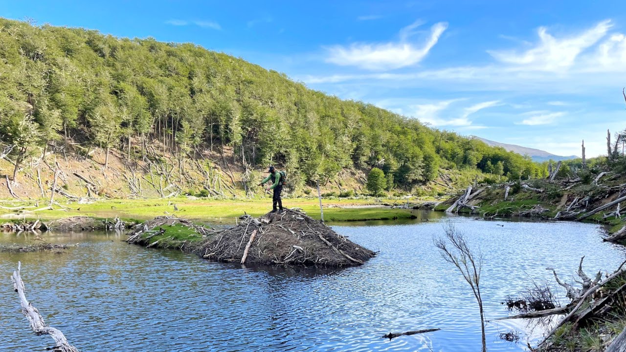 Fly Fishing in Patagonia: Big Brown Trout and Beaver Ponds in Tierra del Fuego