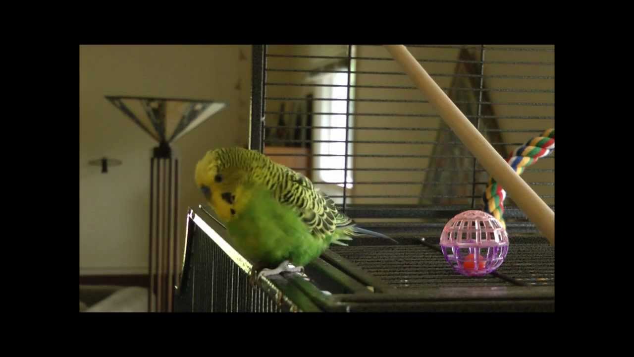 Disco's Got That Human Trained!