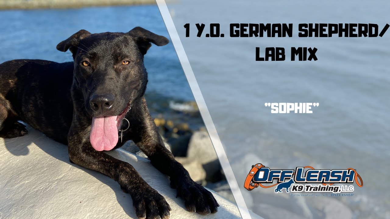 GERMAN SHEPHERD LAB MIX/DOG TRAINING
