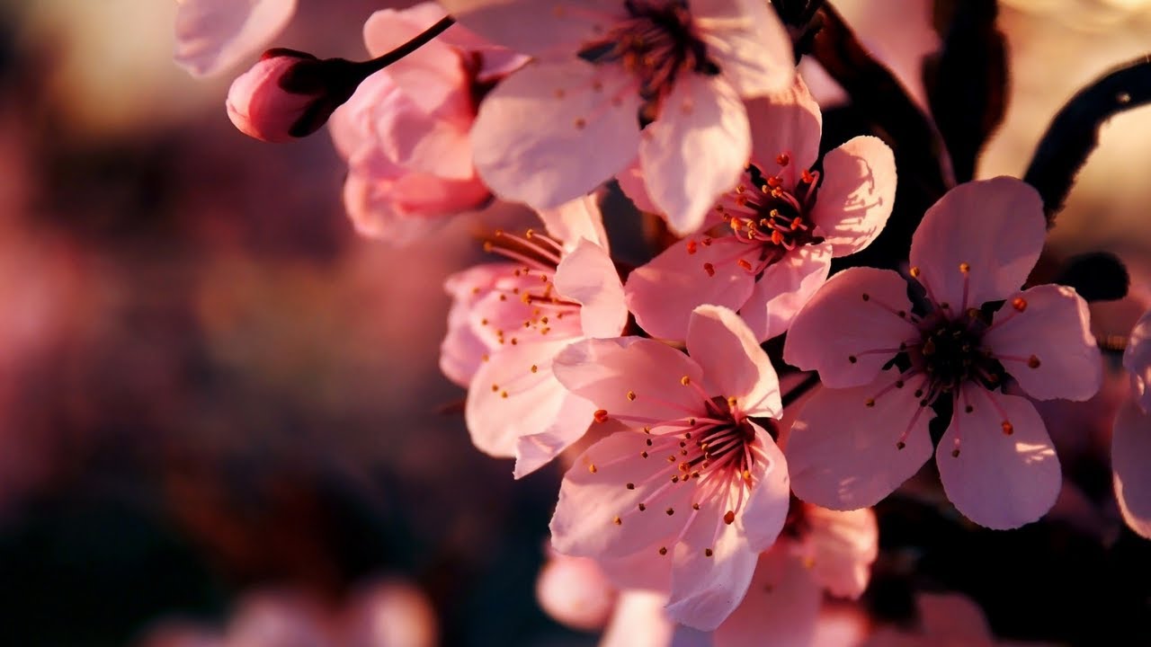 Motivational & Relaxing Music | Calm Music | Positive Vibes Meditation Music | Healing Meditation