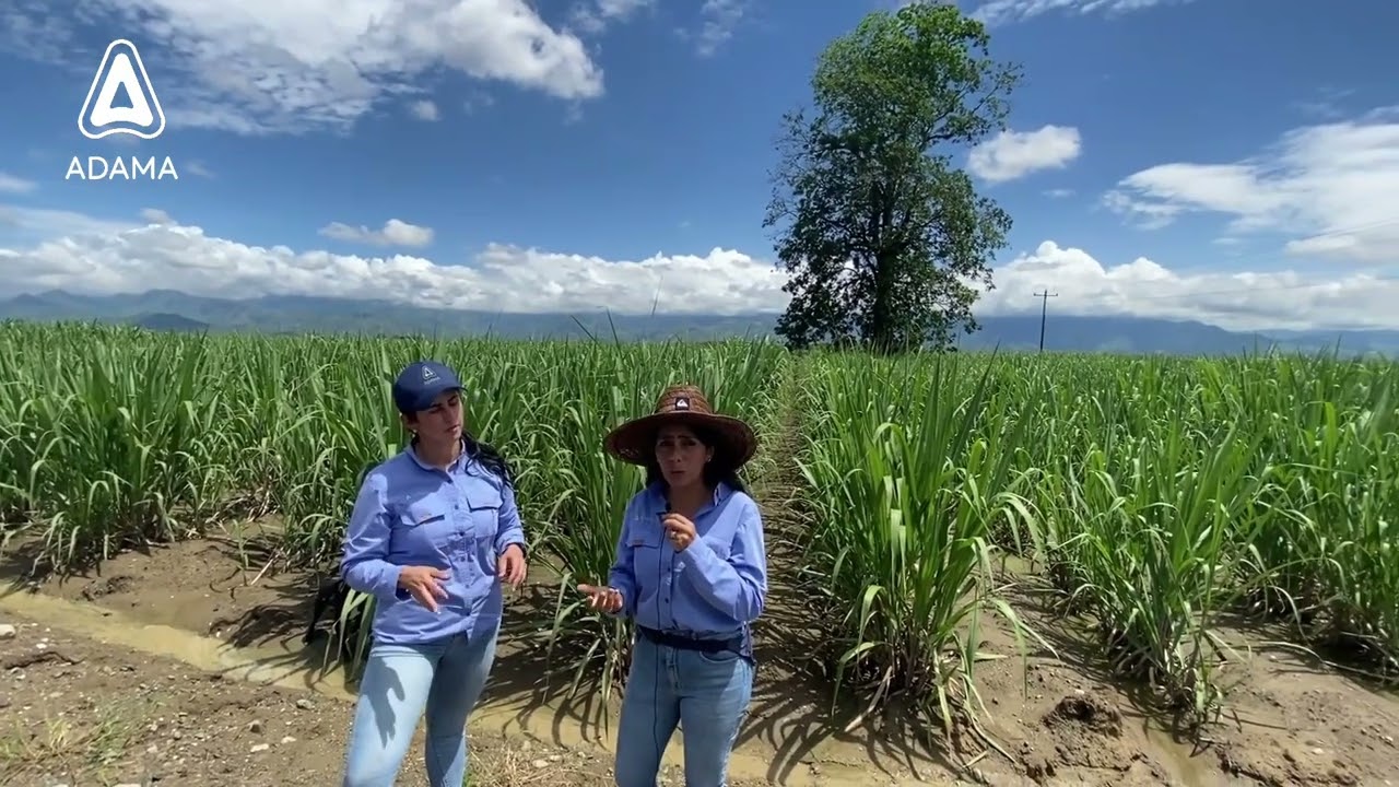 Control de malezas en Caña de Azúcar - Testimonial