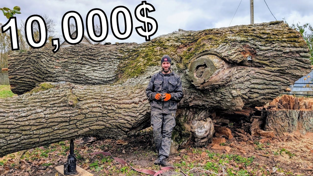 Бревно стоимостью 10 000 долларов, которое нас шокировало!