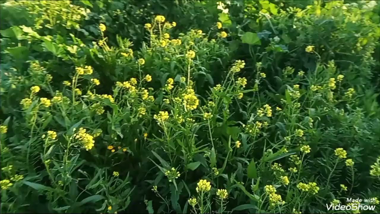 قصة تشلحيت قصتي ماشي بحال القصص كلاو😨 لحمي ولا حوني عظم قصة للعبرة😭