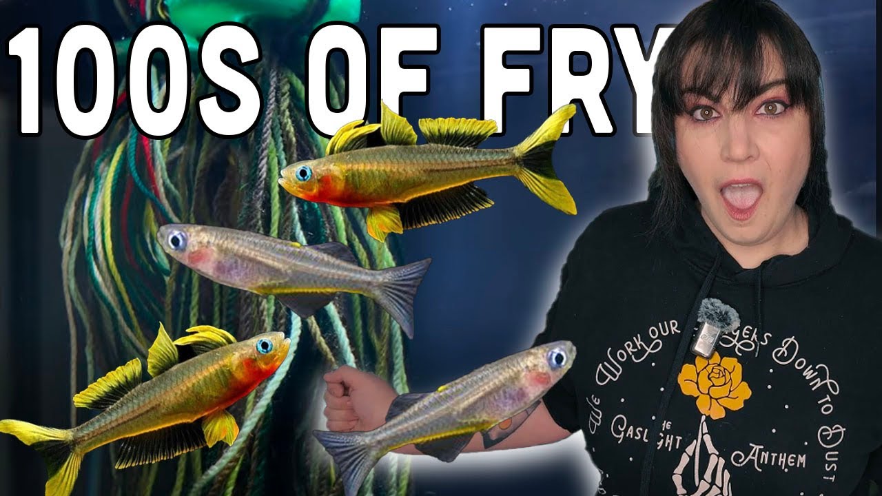 Blue Eye Forktail Breeding: Easy and Addictive!