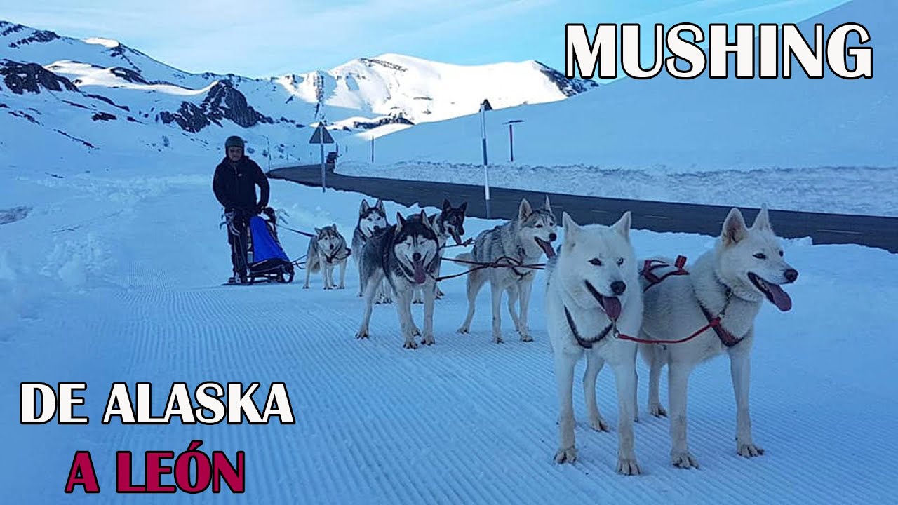 CH13 | Documentales | Mushing, de Alaska a León