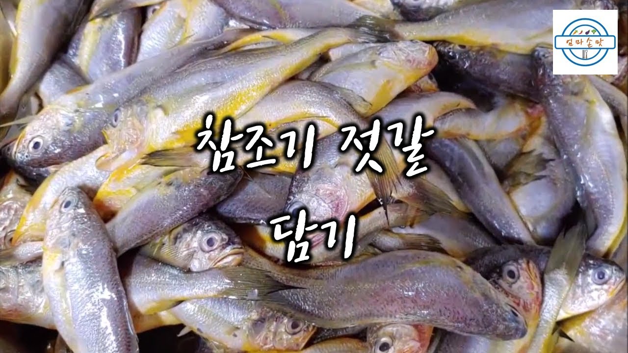 참조기젓갈 담기