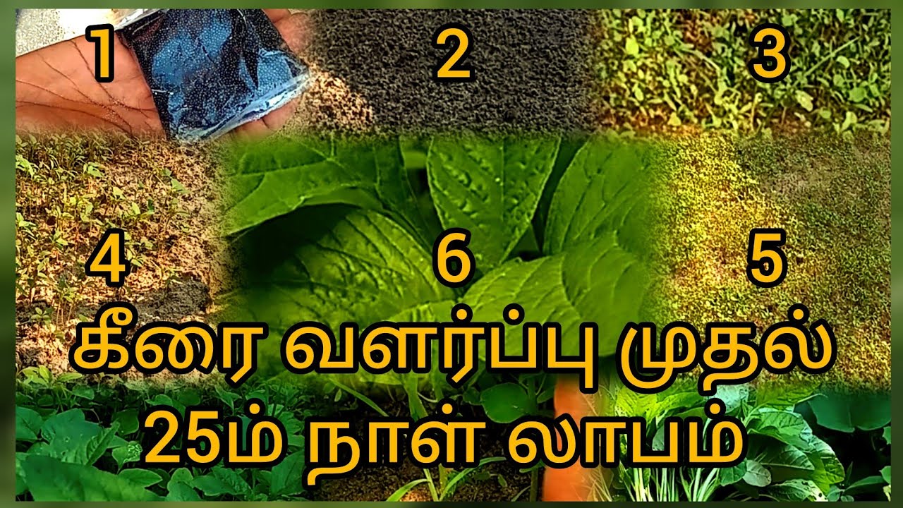 கீரை வளர்ப்பது எப்படி | Spinach Business Idea's | Keerai Forming Idea's 