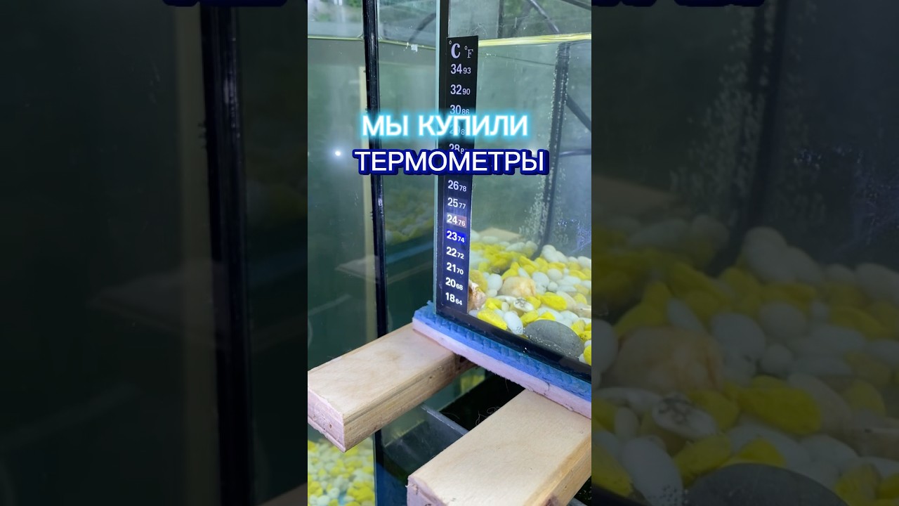 МЫ КУПИЛИ ТЕРМОМЕТРЫ 🌡️🐟 #термометр звери в однушке