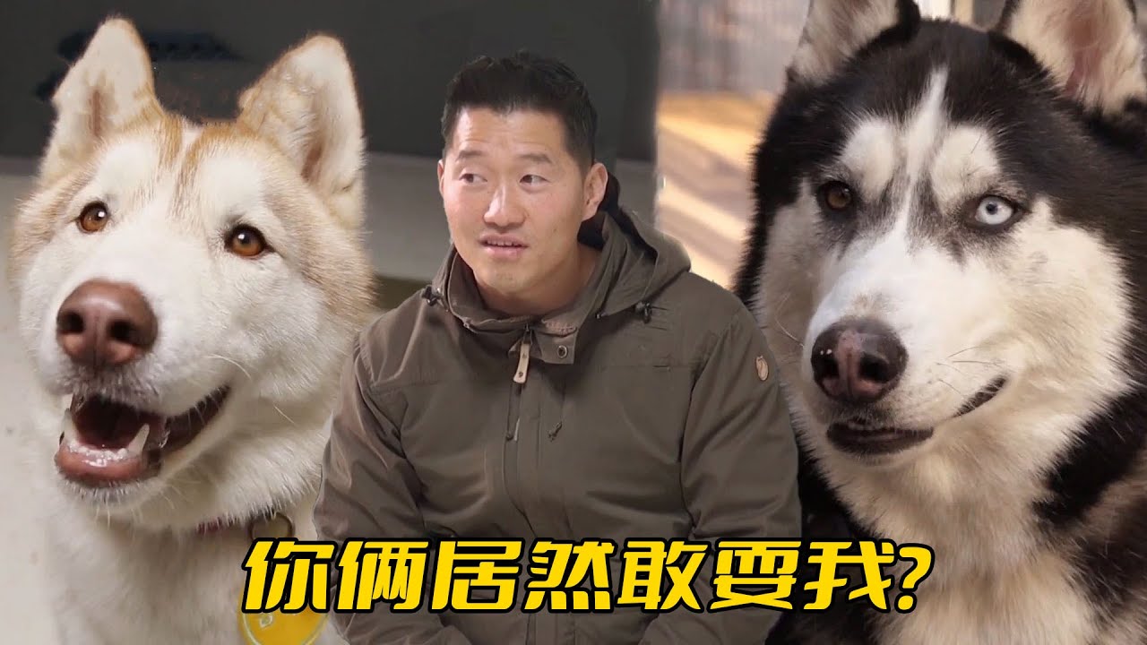 同時對付兩條“二哈”，就連武之訓犬師都會被耍，現場演了一出二人轉