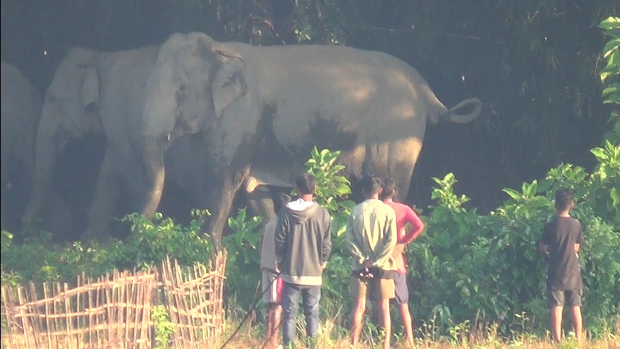 Peaceful Snowy Day with Elephants | Elephant Herd Enters Village in Numaligarh 