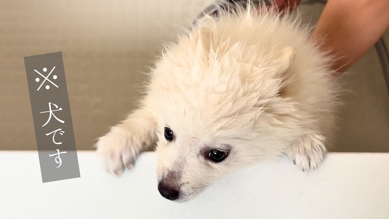 子犬の初めてのシャワー姿がアザラシみたいで可愛かった