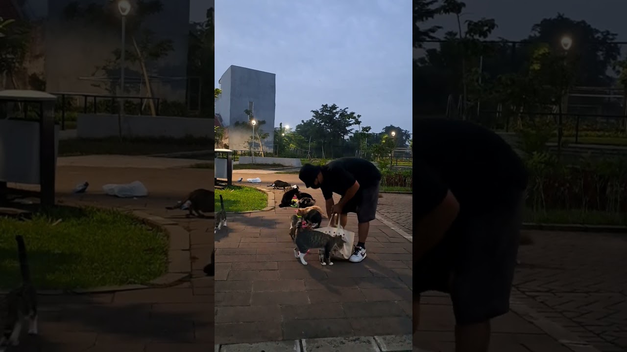 Beri makan kucong liar tak bertuan pada kelaparan