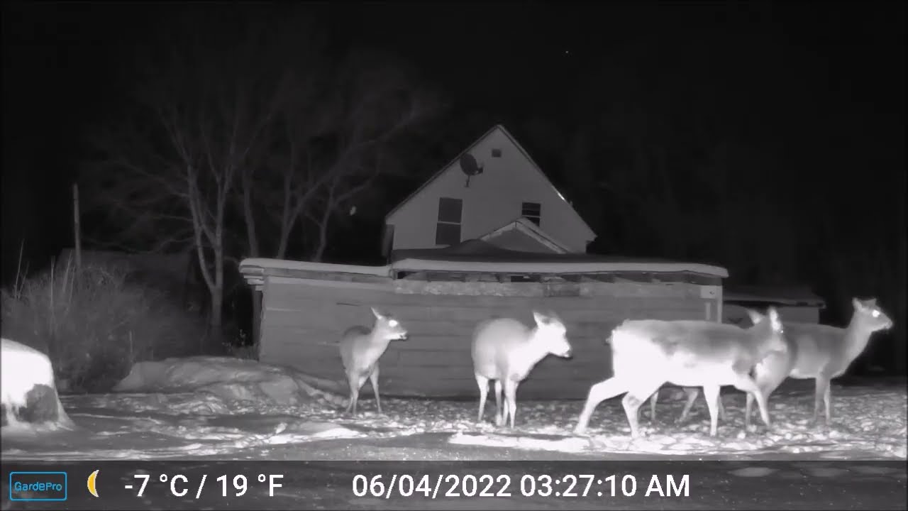ASMR - Maine Highlands CritterCam.  Derby Hill Deer Feeding 12-22-25 E