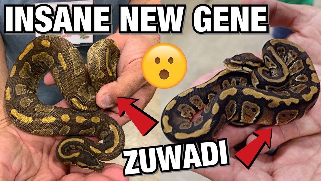 INSANE NEW GENE! ZUWADI!! NARBC ARLINGTON TEXAS | BALL PYTHONS #REPTILES #BALLPYTHONS #SNAKES
