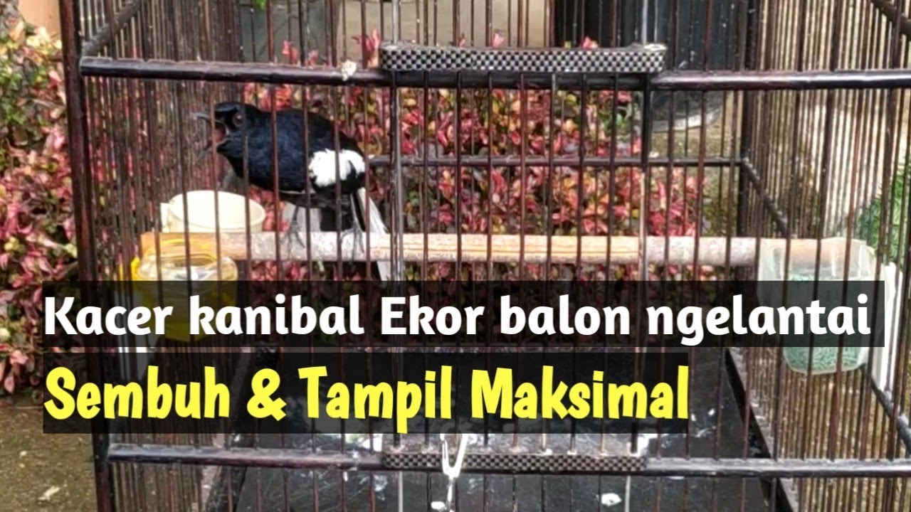 Kacer Kanibal Ekor Balon Ngelantay Bisa sembuh & Tampil Maksimal