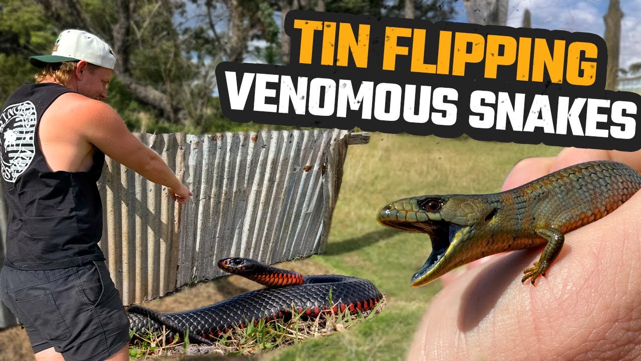 FLIPPING TIN FOR VENOMOUS SNAKES IN SYDNEY, AUSTRALIA | ENDANGERED GOANNAS & HIDDEN LIZARDS